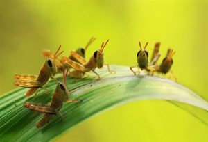 Nhiều côn trùng